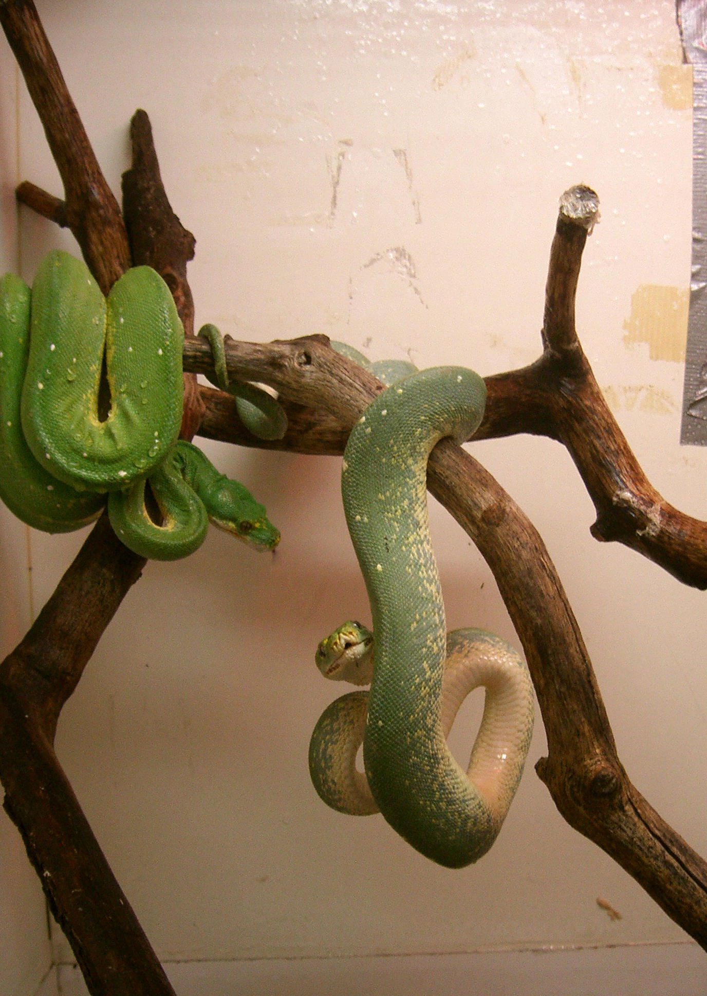snake 17  green tree by cyborgsuzystock