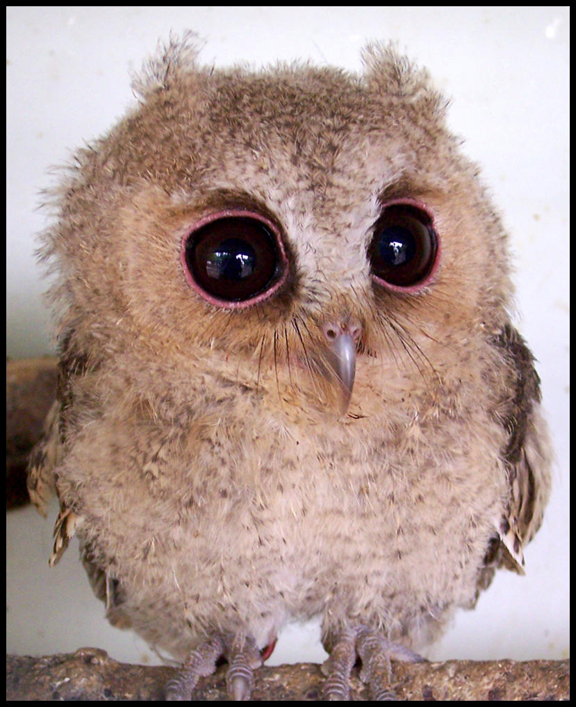 Baby Scops Owl III by makibird