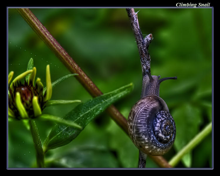 Climbing Snail by boron