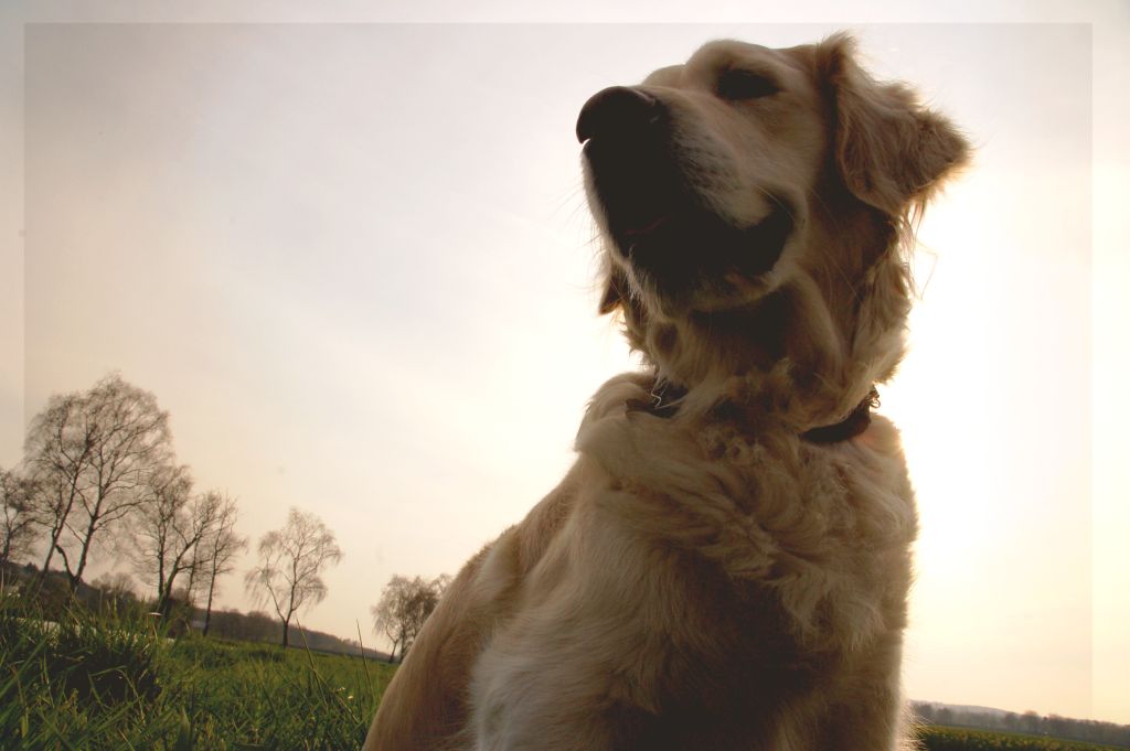 my dog in golden sunlight by Ailime Ael
