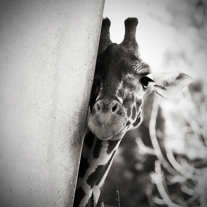 The Giraffe by allsoulsnight
