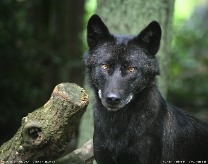 Black_Wolf_by_kataviech.jpg