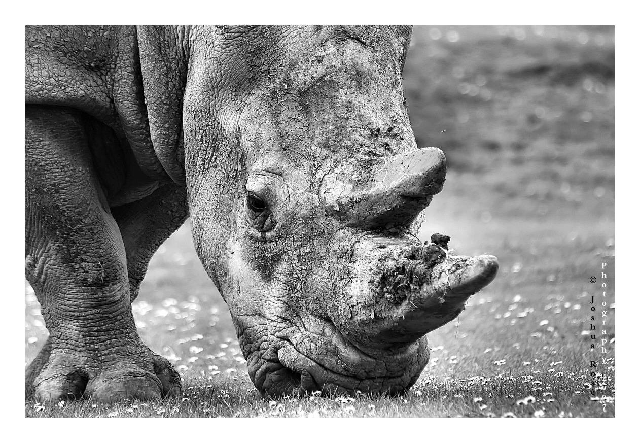 Rhino by TheRuneKeeper