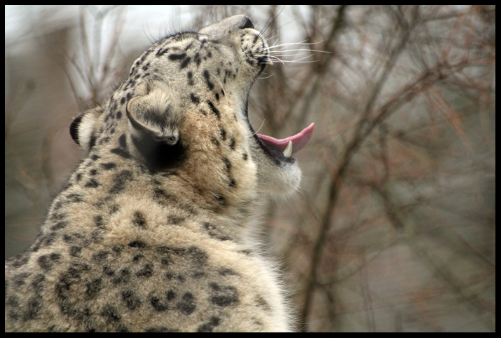 http://fc04.deviantart.com/fs16/f/2007/132/e/d/Yawning_Snow_Leopard_by_InsaneGelfling.jpg