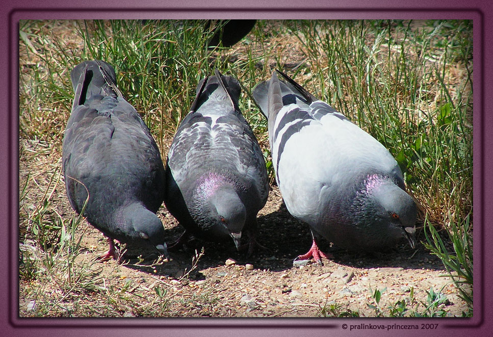 Pigeon trio by pralinkova princezna