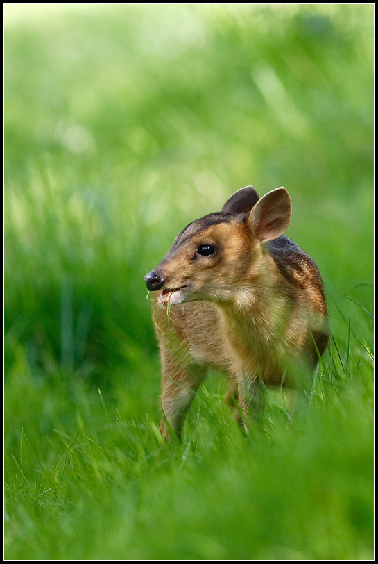 Young Muntjac Deer II by nitsch