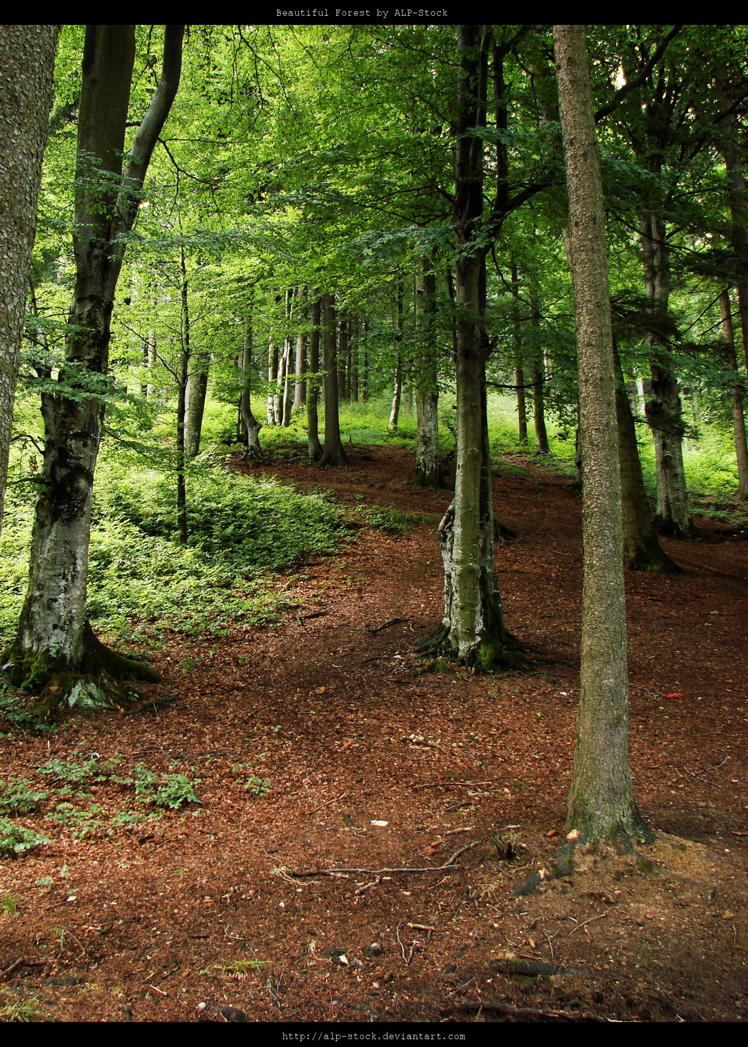 Forest_Path_by_ALP_Stock.jpg