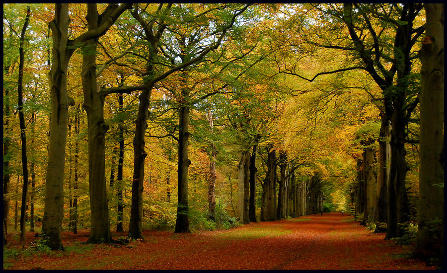 On_a_broad_autumnal_lane_by_jchanders.jpg