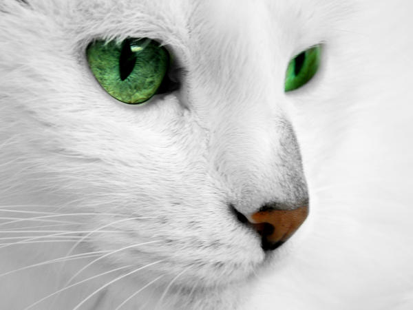 http://fc04.deviantart.com/fs29/i/2008/110/2/2/White_Cat_FOR_FREE_by_rafalhyps.jpg