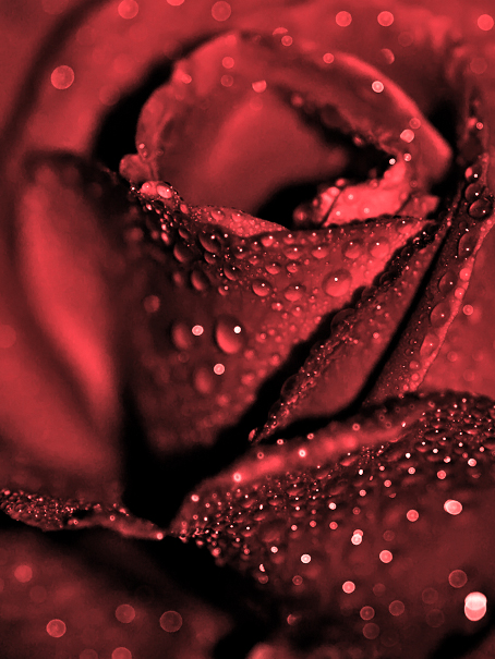 red_rose_by_CrisisCorps.jpg