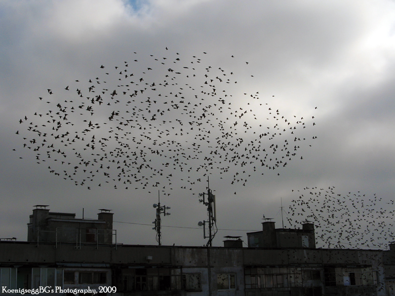 Bird__s_Migration_01_by_KoenigseggBG.jpg