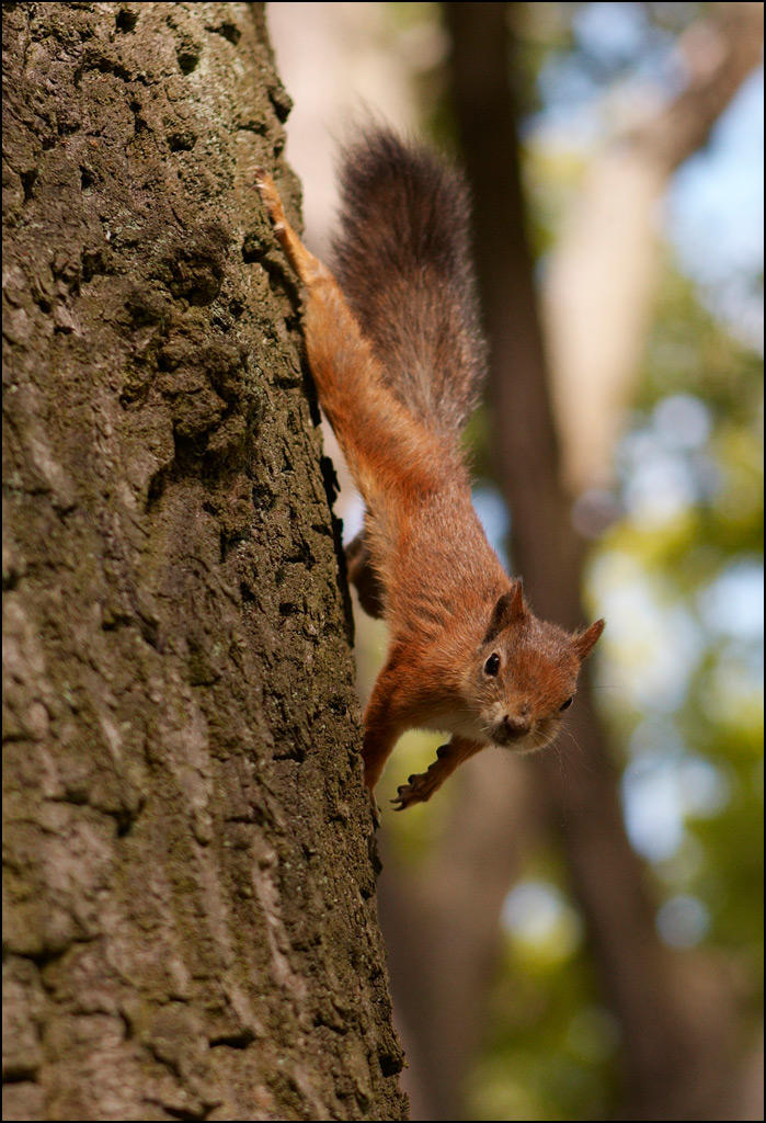 Squirrel by eRiver